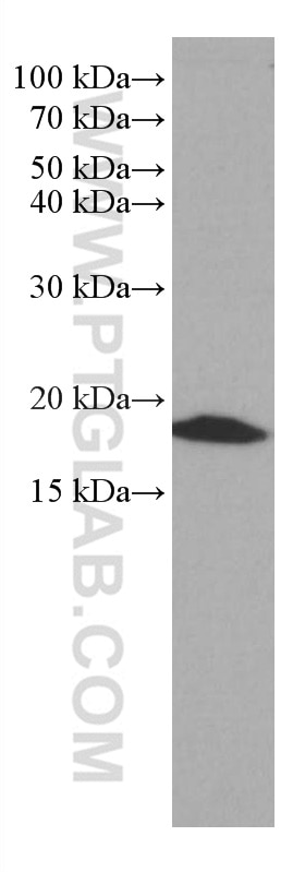 Western Blot (WB) analysis of L02 cells using BST2 Monoclonal antibody (66919-1-Ig)