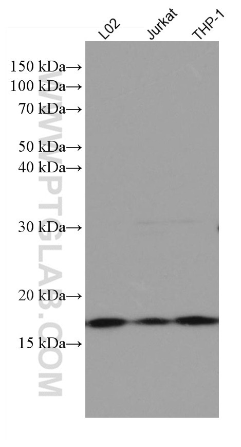 Western Blot (WB) analysis of various lysates using BST2 Monoclonal antibody (66919-1-Ig)