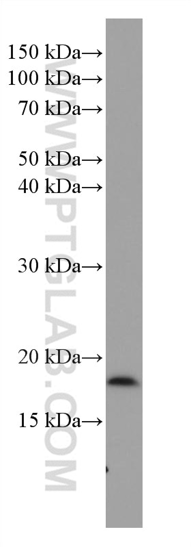 Western Blot (WB) analysis of human peripheral blood leukocyte using BST2 Monoclonal antibody (66919-1-Ig)