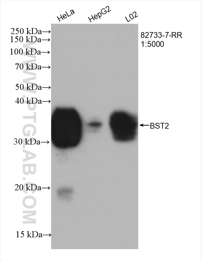 Western Blot (WB) analysis of various lysates using BST2 Recombinant antibody (82733-7-RR)