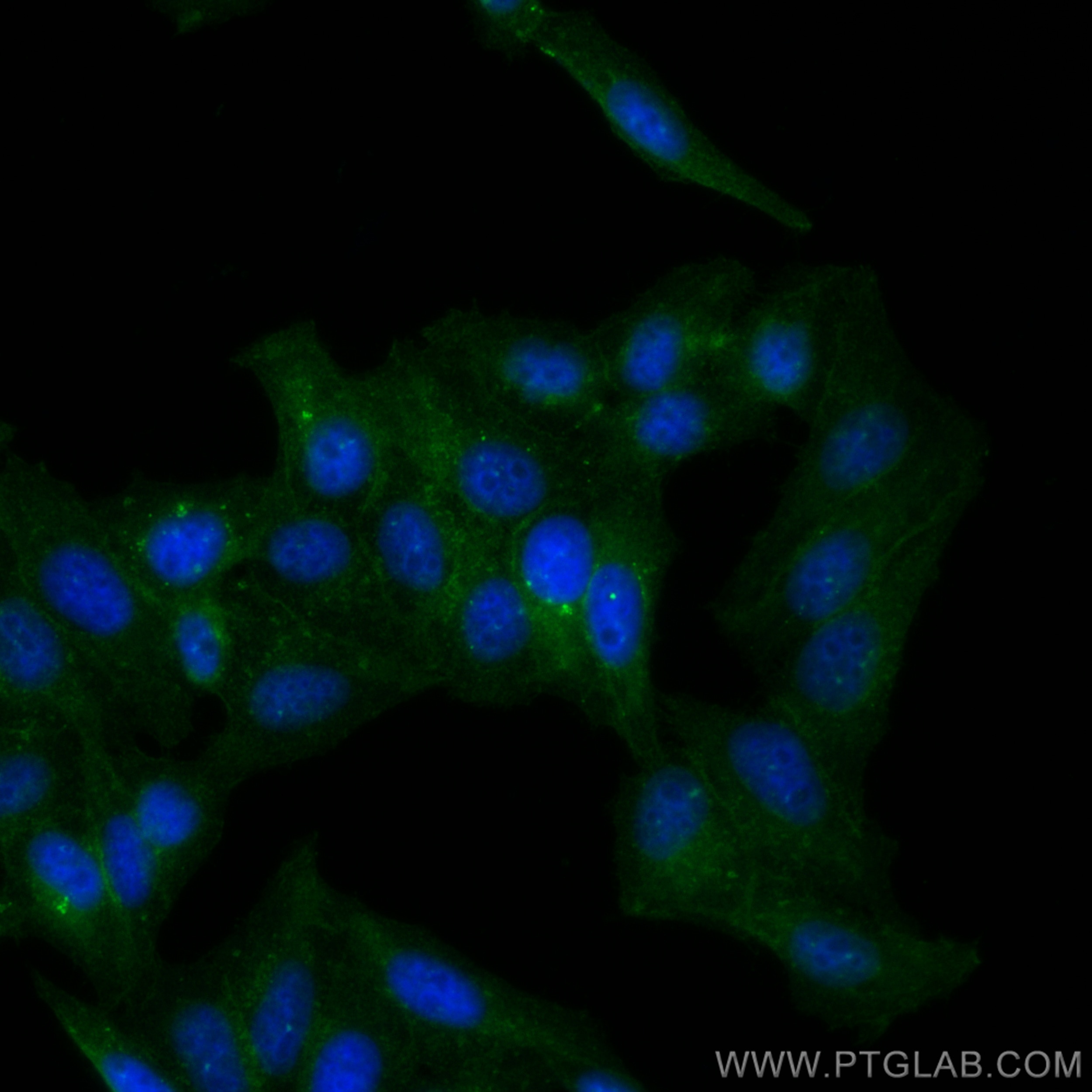 Immunofluorescence (IF) / fluorescent staining of HepG2 cells using CoraLite® Plus 488-conjugated BST2 Polyclonal anti (CL488-13560)