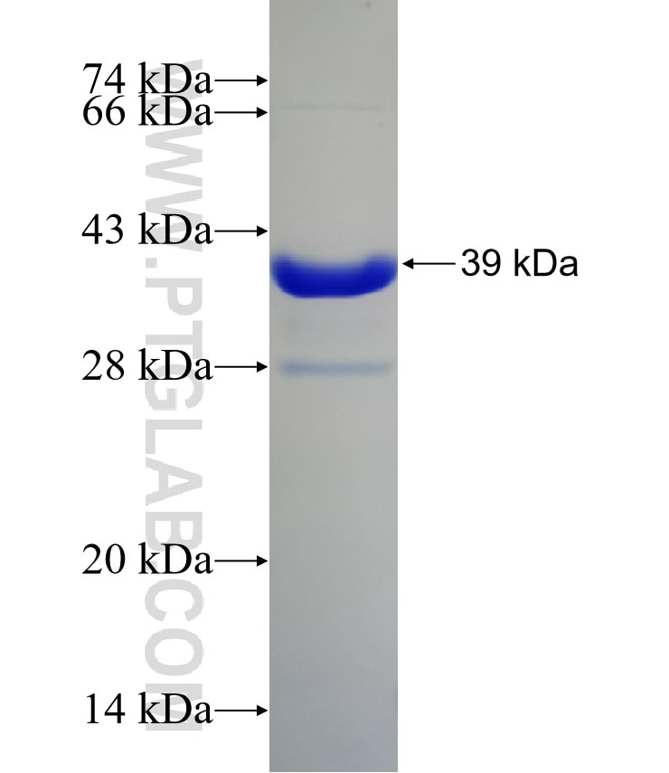 BST2 fusion protein Ag32333 SDS-PAGE