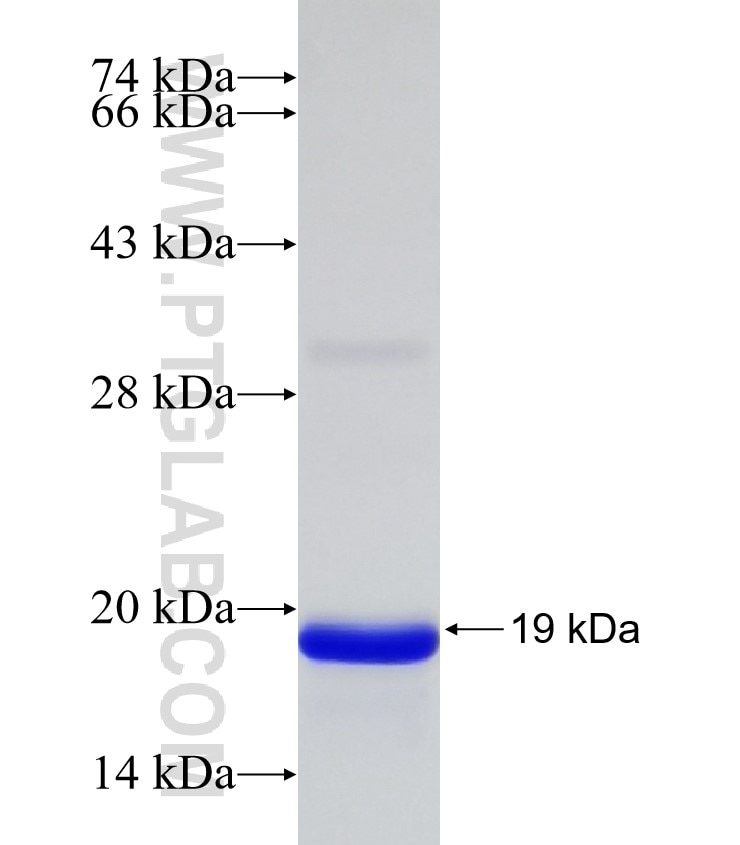 BST2 fusion protein Ag32454 SDS-PAGE BST2 fusion protein Ag32454 SDS-PAGE