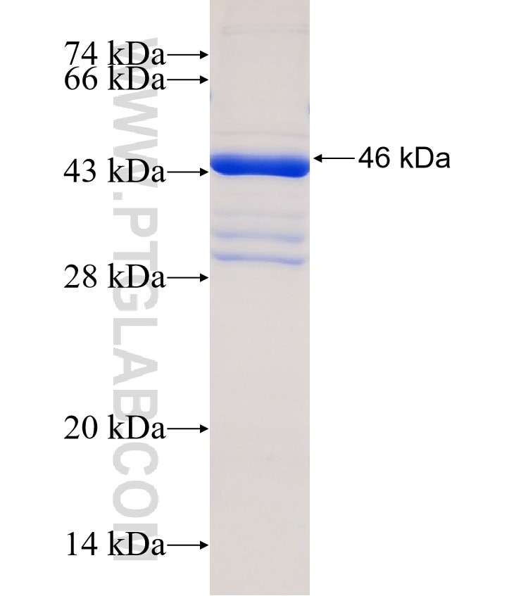 BST2 fusion protein Ag4430 SDS-PAGE