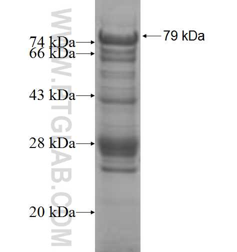 BTBD1 fusion protein Ag8339 SDS-PAGE