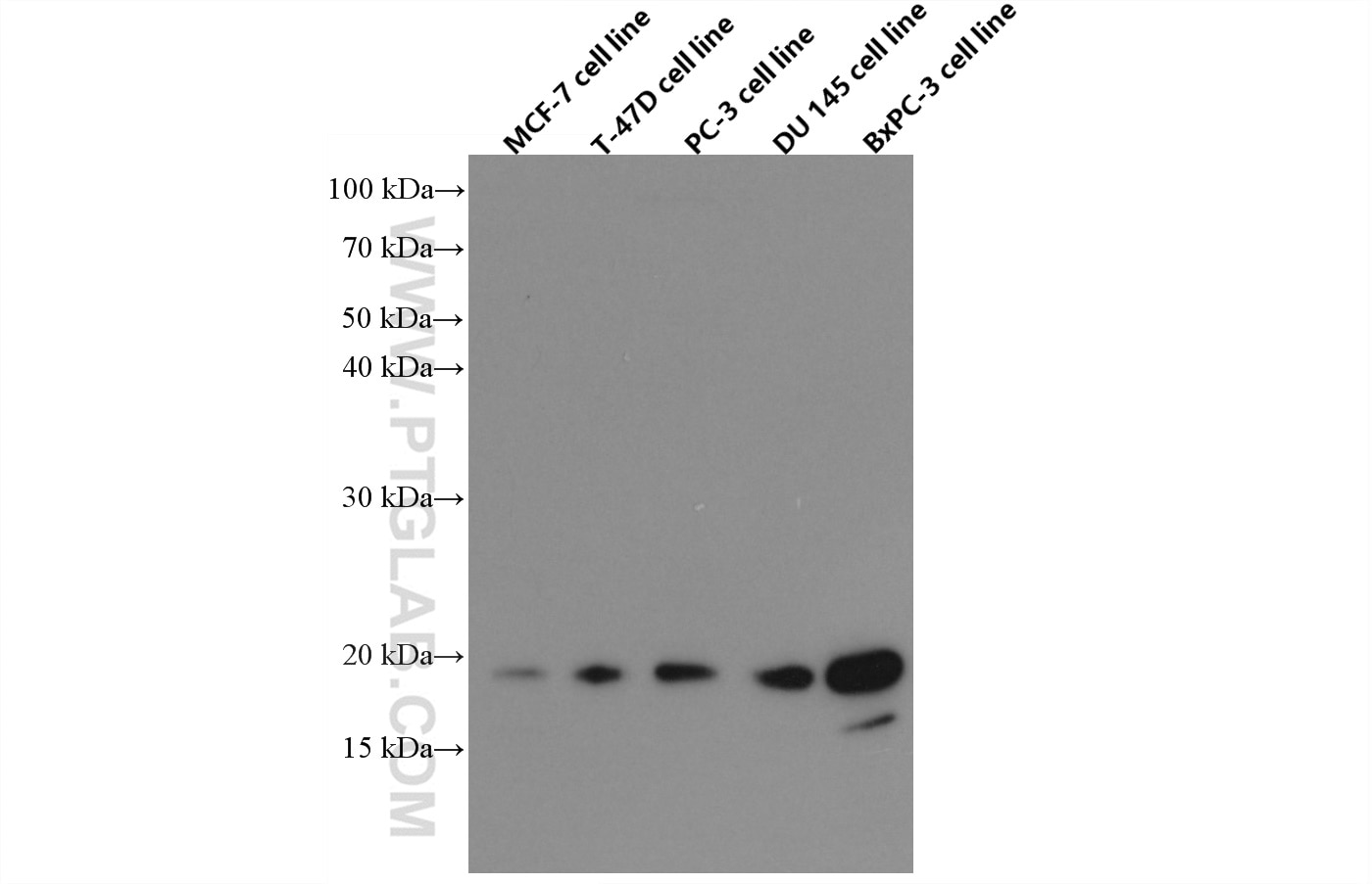 Western Blot (WB) analysis of various lysates using BTC Monoclonal antibody (66683-1-Ig)