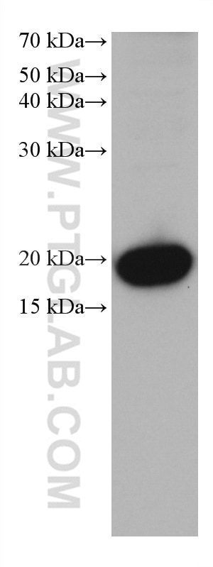 Western Blot (WB) analysis of NCCIT cells using BTC Monoclonal antibody (66683-1-Ig)