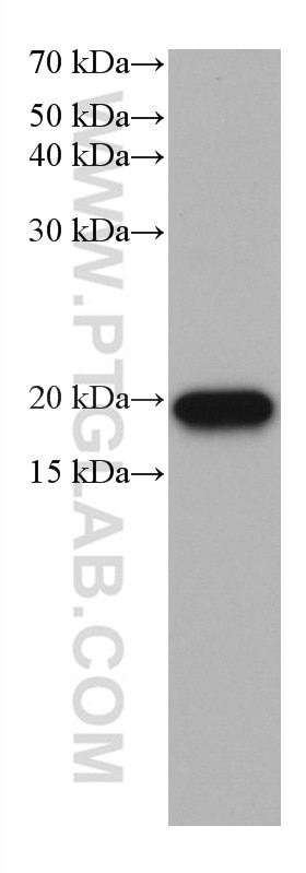 Western Blot (WB) analysis of MDA-MB-231 cells using BTC Monoclonal antibody (66683-1-Ig)