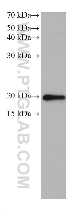 Western Blot (WB) analysis of T-47D cells using BTC Monoclonal antibody (66683-1-Ig)