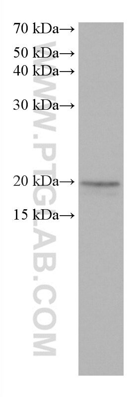 Western Blot (WB) analysis of PC-3 cells using BTC Monoclonal antibody (66683-1-Ig)