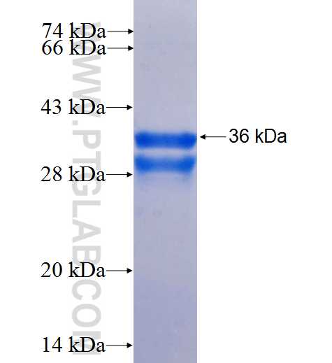 BTC fusion protein Ag26724 SDS-PAGE