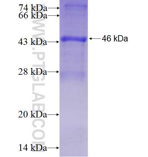 BTC fusion protein Ag1297 SDS-PAGE