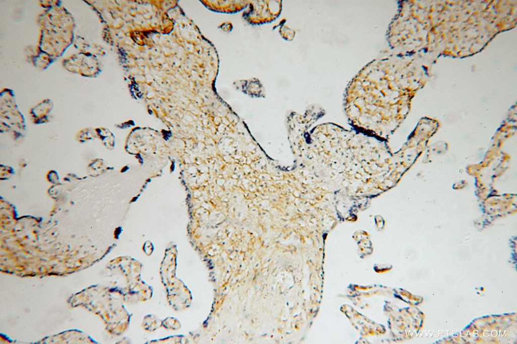 Immunohistochemistry (IHC) staining of human placenta tissue using BTD Polyclonal antibody (16330-1-AP)