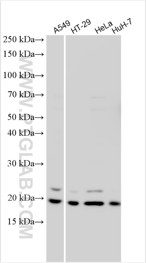 Western Blot (WB) analysis of various lysates using BTF3 Polyclonal antibody (15415-1-AP)
