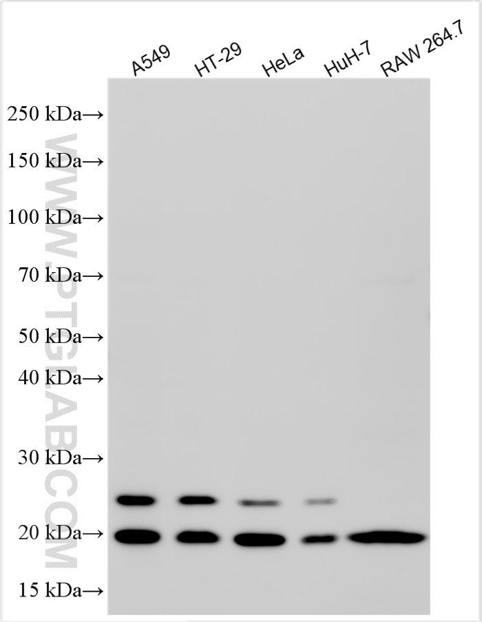Western Blot (WB) analysis of various lysates using BTF3 Polyclonal antibody (15415-1-AP)
