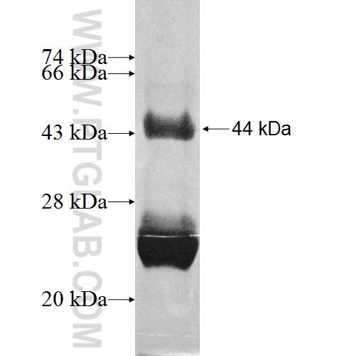 BTF3 fusion protein Ag7701 SDS-PAGE