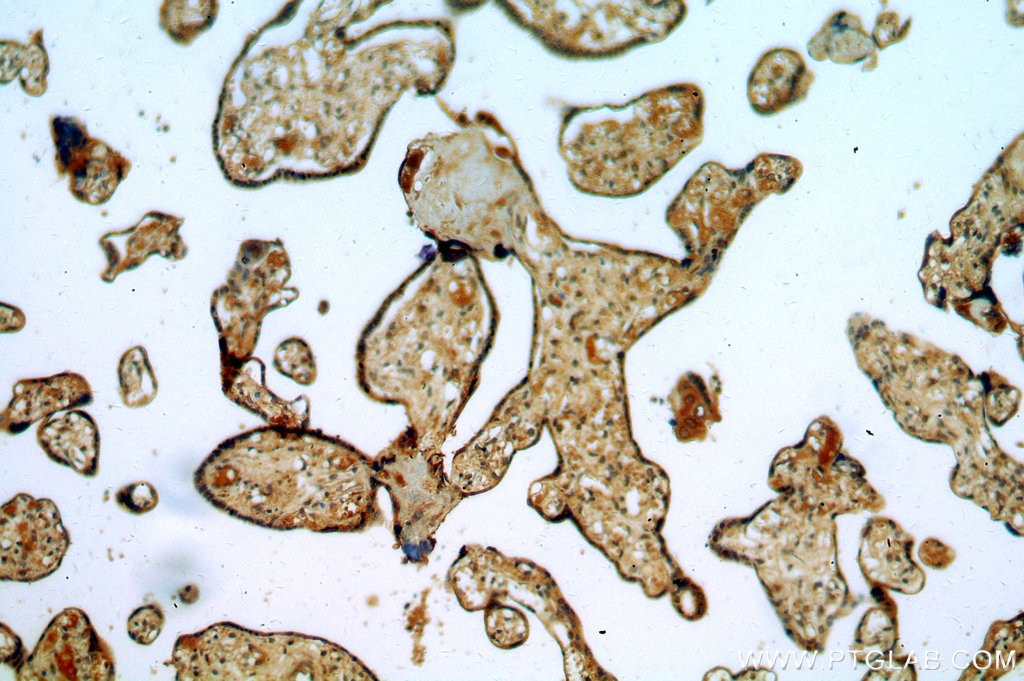 IHC staining of human placenta using 19753-1-AP