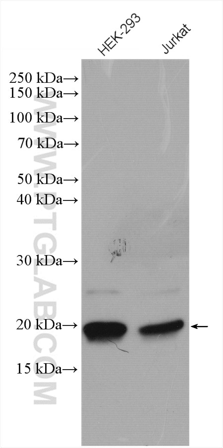 Western Blot (WB) analysis of various lysates using BTF3L4 Polyclonal antibody (16500-1-AP)