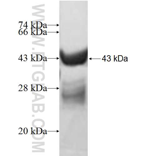 BTF3L4 fusion protein Ag9666 SDS-PAGE