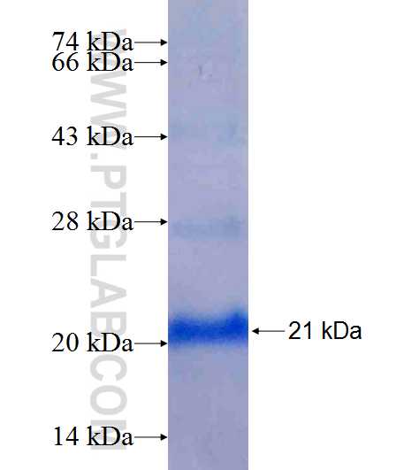 BTG1 fusion protein Ag7245 SDS-PAGE