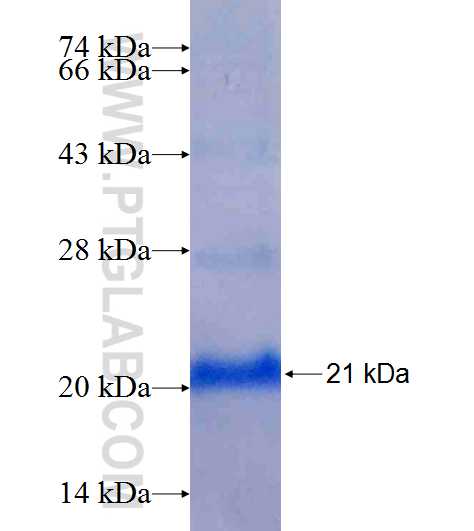 BTG1 fusion protein Ag7245 SDS-PAGE