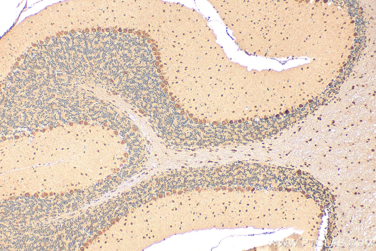 Immunohistochemistry (IHC) staining of mouse cerebellum tissue using BTG2 Polyclonal antibody (22339-1-AP)