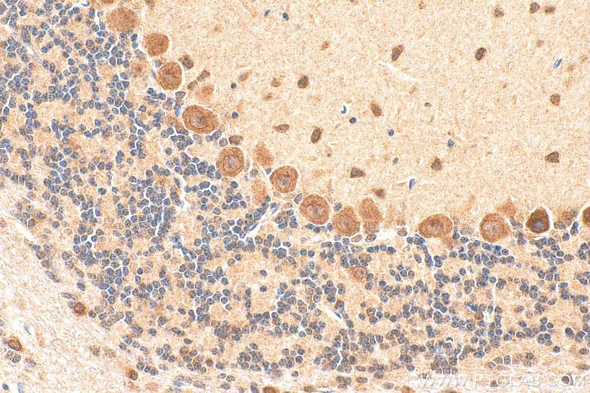 Immunohistochemistry (IHC) staining of mouse cerebellum tissue using BTG2 Polyclonal antibody (22339-1-AP)