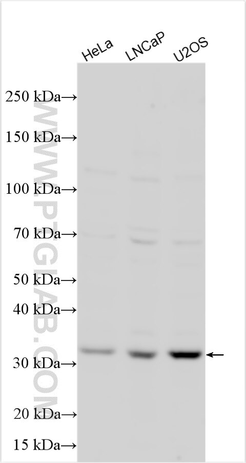 Western Blot (WB) analysis of various lysates using BTG3 Polyclonal antibody (20336-1-AP)