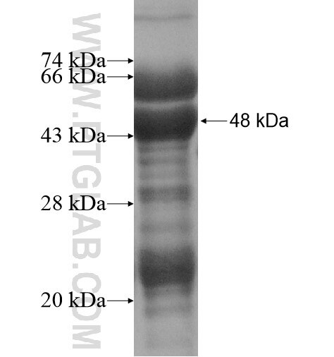 BTG3 fusion protein Ag14112 SDS-PAGE