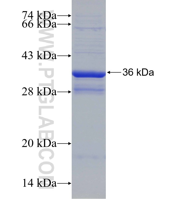 BTLA fusion protein Ag30764 SDS-PAGE
