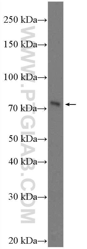 Western Blot (WB) analysis of Caco-2 cells using BTN1A1 Polyclonal antibody (26687-1-AP)