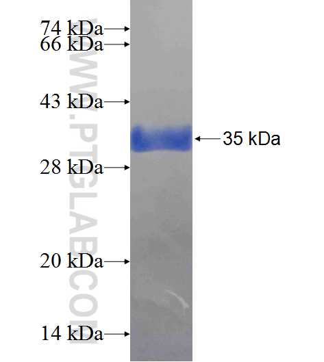 BTN1A1 fusion protein Ag24613 SDS-PAGE