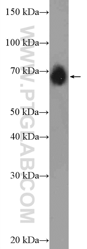 Western Blot (WB) analysis of mouse spleen tissue using BTN2A1 Polyclonal antibody (20596-1-AP)