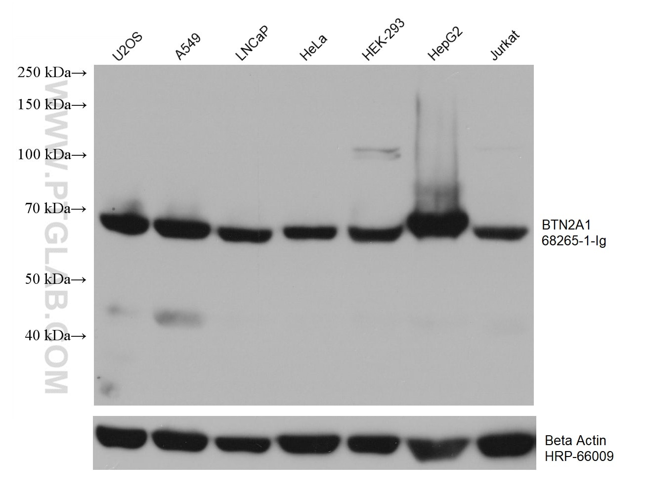 Western Blot (WB) analysis of various lysates using BTN2A1 Monoclonal antibody (68265-1-Ig)