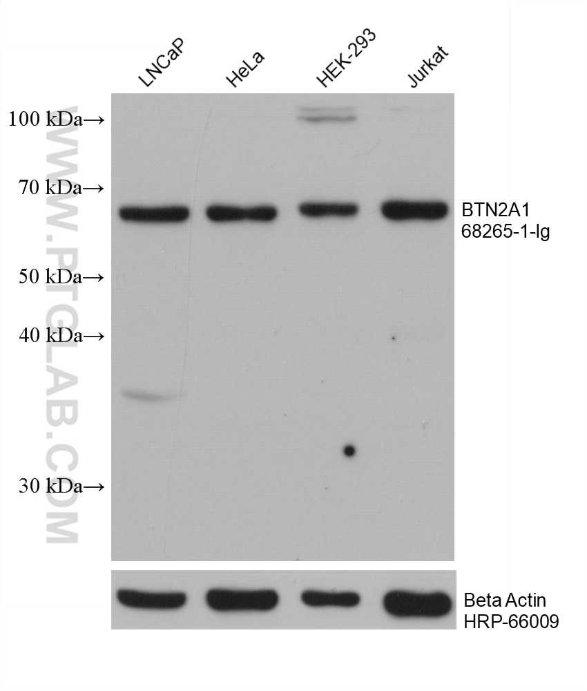 Western Blot (WB) analysis of various lysates using BTN2A1 Monoclonal antibody (68265-1-Ig)