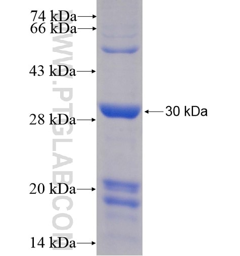 BTN2A1 fusion protein Ag14533 SDS-PAGE