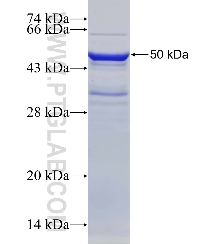 BTN2A1 fusion protein Ag14545 SDS-PAGE