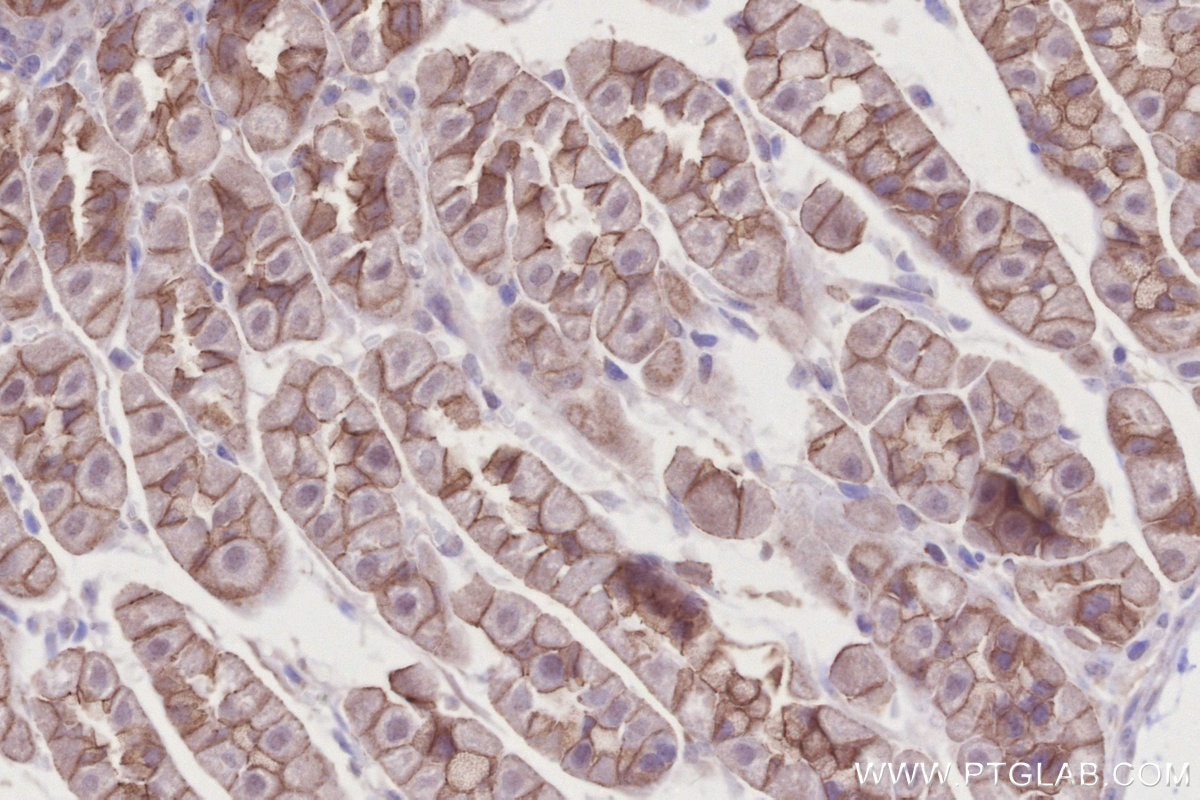 Immunohistochemistry (IHC) staining of mouse stomach tissue using BTN2A2 Polyclonal antibody (16482-1-AP)