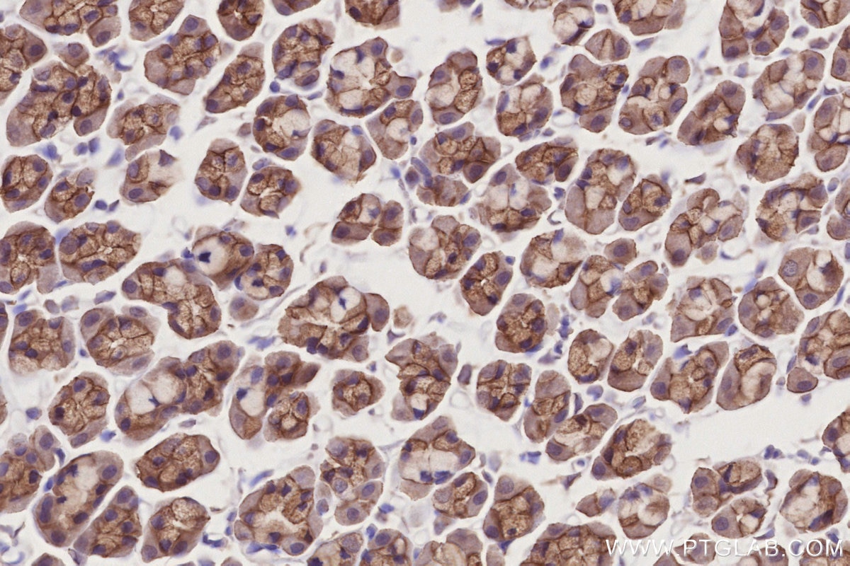 Immunohistochemistry (IHC) staining of rat stomach tissue using BTN2A2 Polyclonal antibody (16482-1-AP)