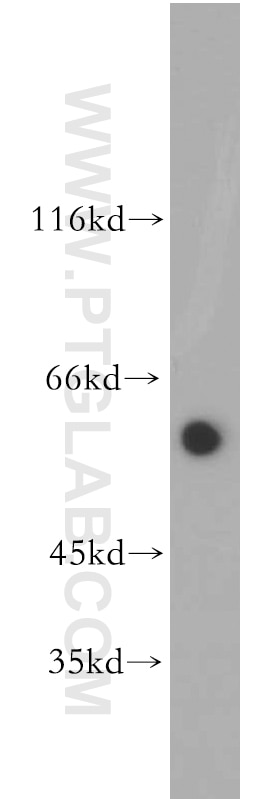 Western Blot (WB) analysis of NIH/3T3 cells using BTN2A2 Polyclonal antibody (16482-1-AP)