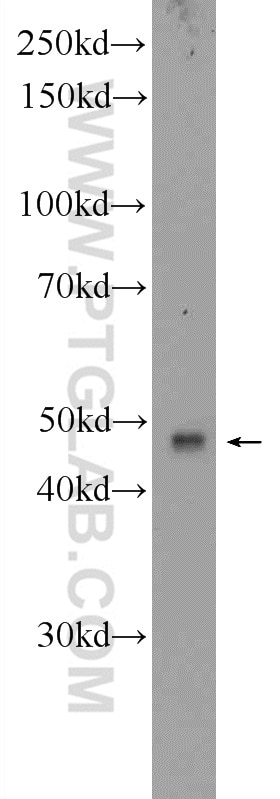 Western Blot (WB) analysis of U-937 cells using BTN3A1 Polyclonal antibody (25221-1-AP)