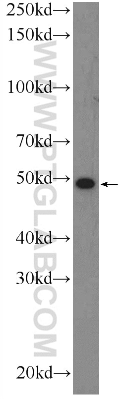 Western Blot (WB) analysis of Jurkat cells using BTN3A1 Polyclonal antibody (25221-1-AP)