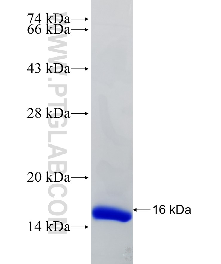BTN3A1 fusion protein Ag18414 SDS-PAGE