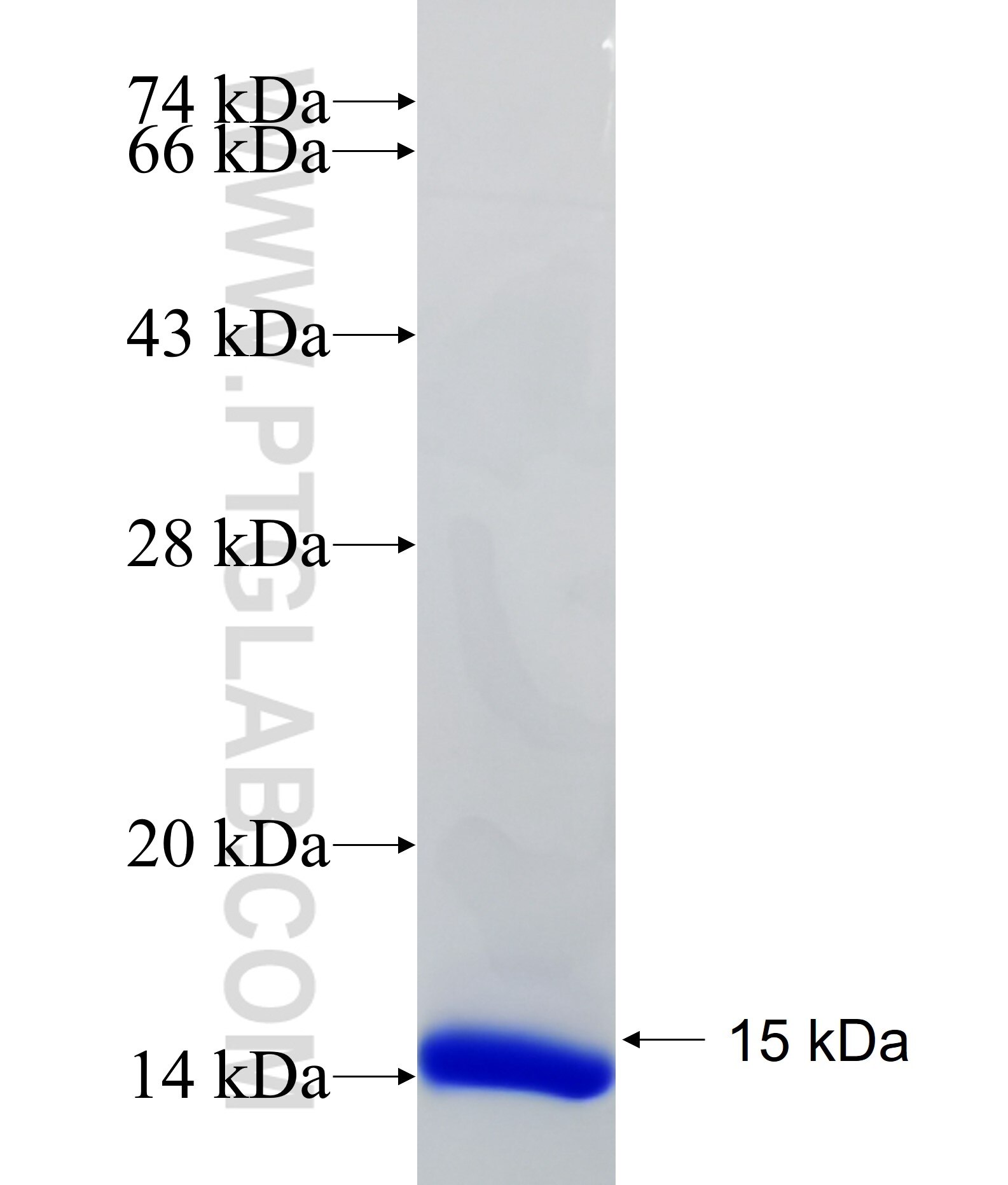 BTN3A1 fusion protein Ag18414 SDS-PAGE