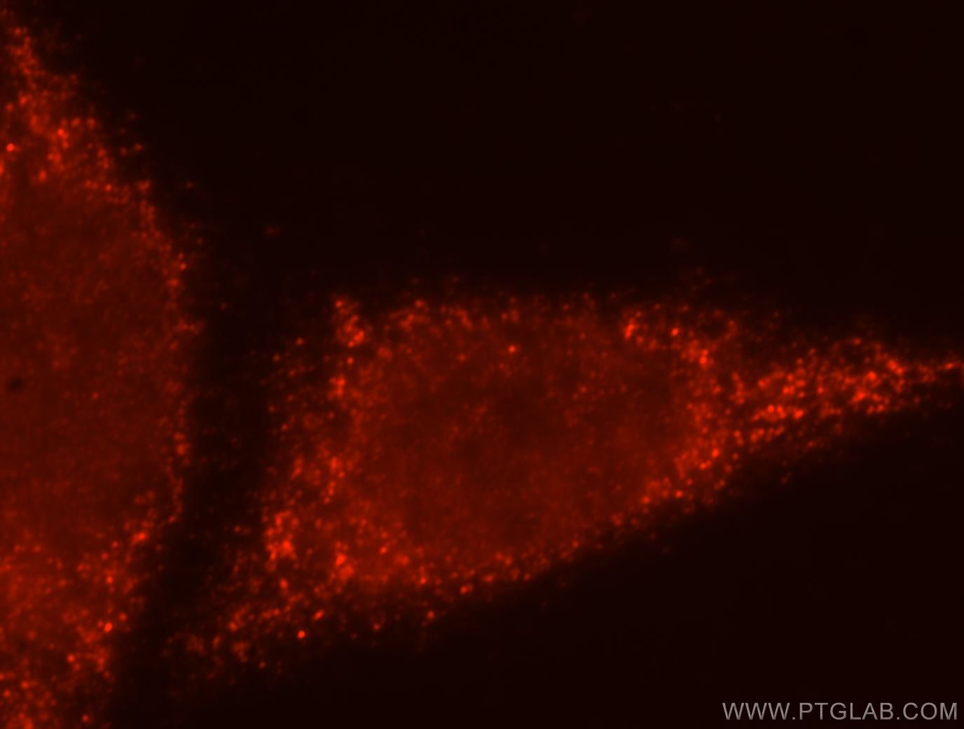 Immunofluorescence (IF) / fluorescent staining of HepG2 cells using BTN3A3 Polyclonal antibody (15896-1-AP)