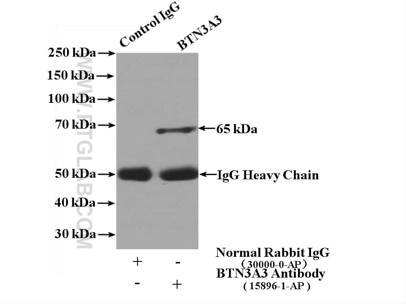 Immunoprecipitation (IP) experiment of Jurkat cells using BTN3A3 Polyclonal antibody (15896-1-AP)