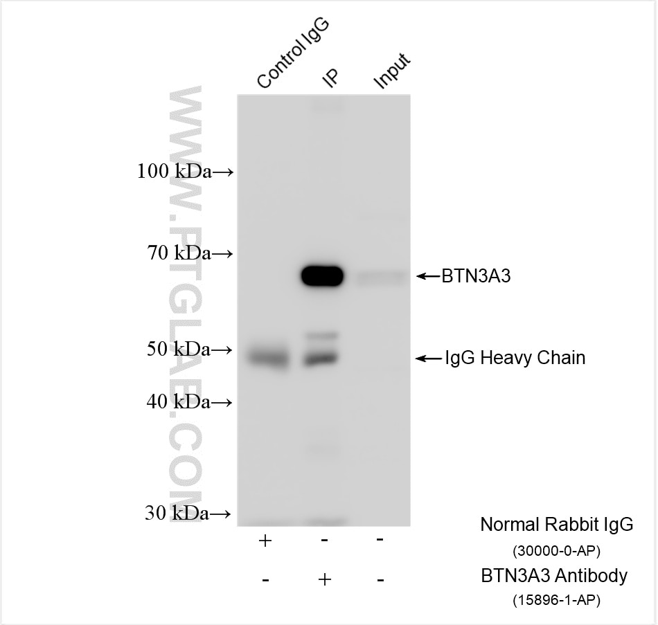 Immunoprecipitation (IP) experiment of Jurkat cells using BTN3A3 Polyclonal antibody (15896-1-AP)