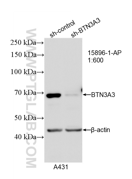 Western Blot (WB) analysis of A431 cells using BTN3A3 Polyclonal antibody (15896-1-AP)