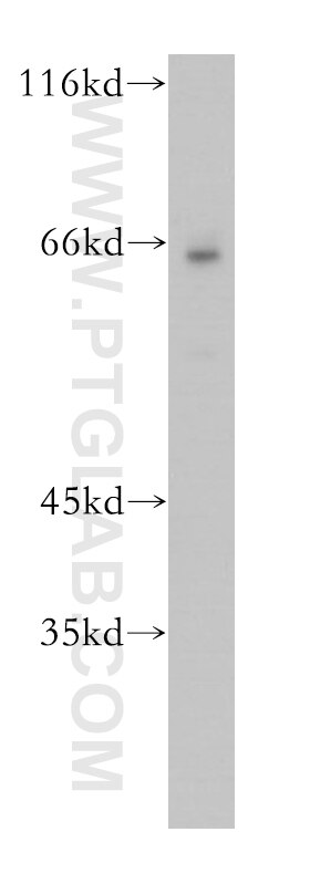 Western Blot (WB) analysis of U-937 cells using BTN3A3 Polyclonal antibody (15896-1-AP)