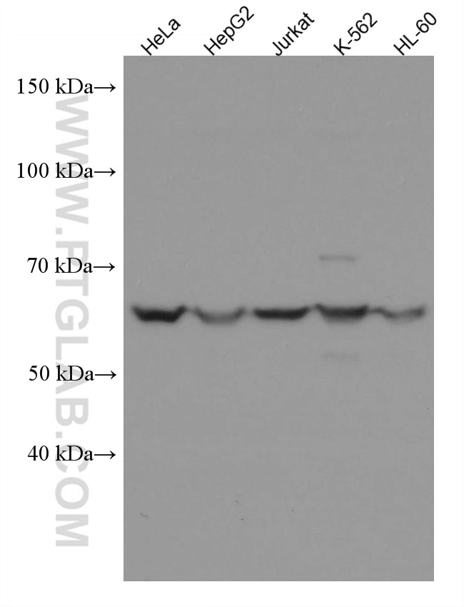Western Blot (WB) analysis of various lysates using BTN3A3 Monoclonal antibody (67560-1-Ig)